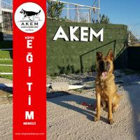 Köpek Eğitim Merkezi Alanya